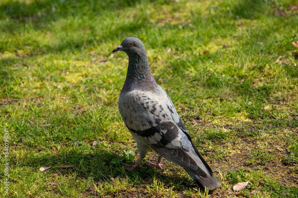 Fototapeta premium 芝生の上で寛ぐ鳩
