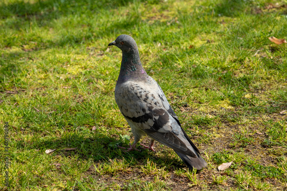 Obraz premium 芝生の上で寛ぐ鳩