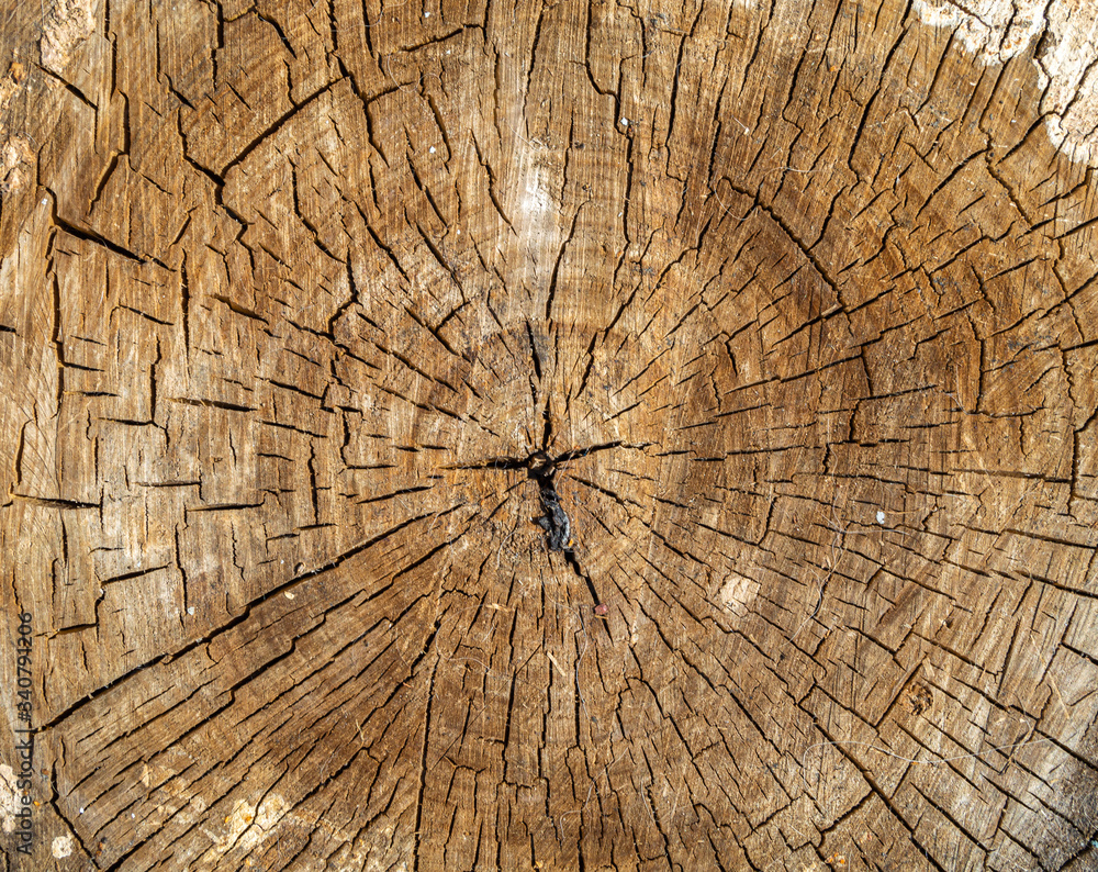 Tree rings in the section. The texture of the rings of trees
