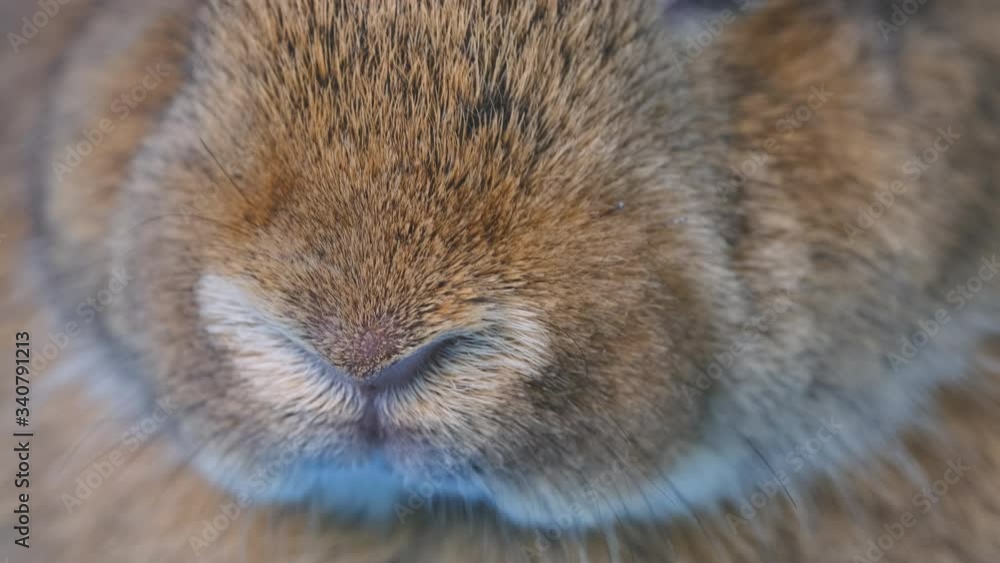 Close up the nose of brown rabbit that frequently movement and smell. Close up the nose of brown rabbit that frequently movement and smell.