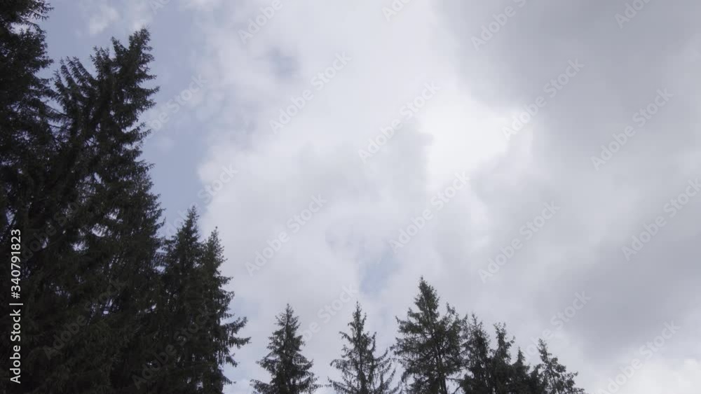 Clouds over spruce forest