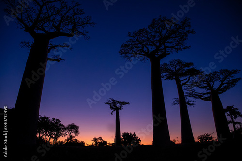 Wallpaper Mural マダガスカルのバオバブ街道でみた夕日と朝日 Torontodigital.ca
