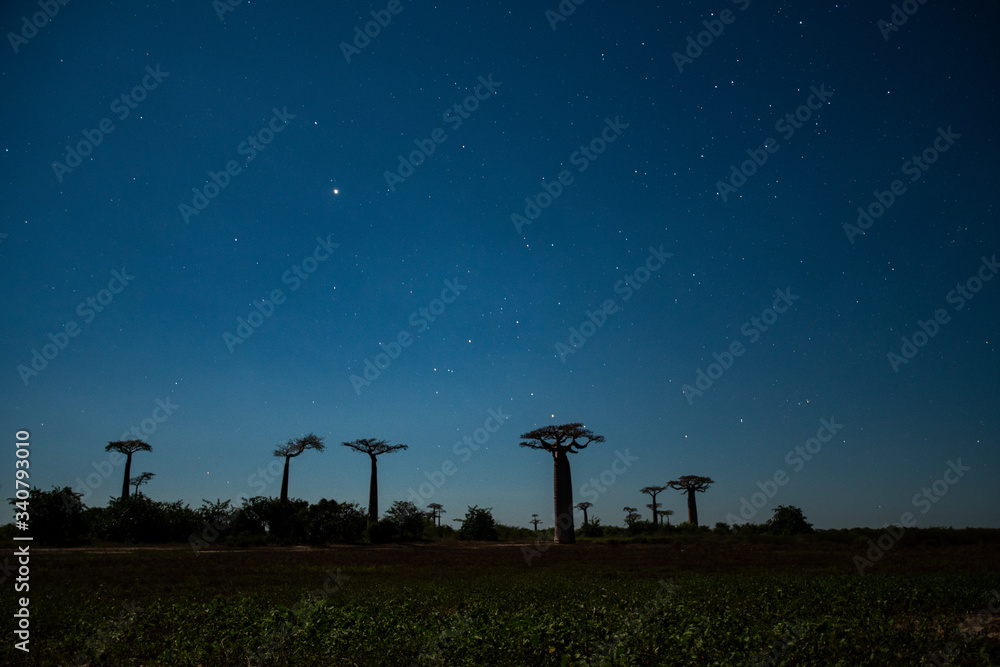 Fototapeta premium マダガスカルのバオバブ街道でみた夕日と朝日