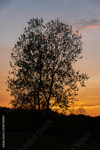 sunset in the forest