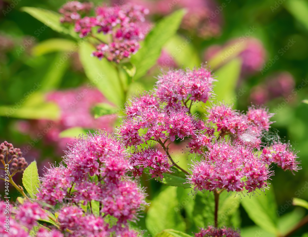 Blooming pink spirea on a spring