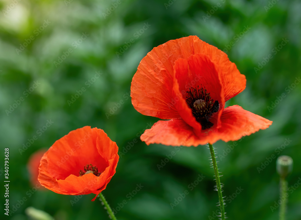 Red poppy flower close up Red poppy flower close up