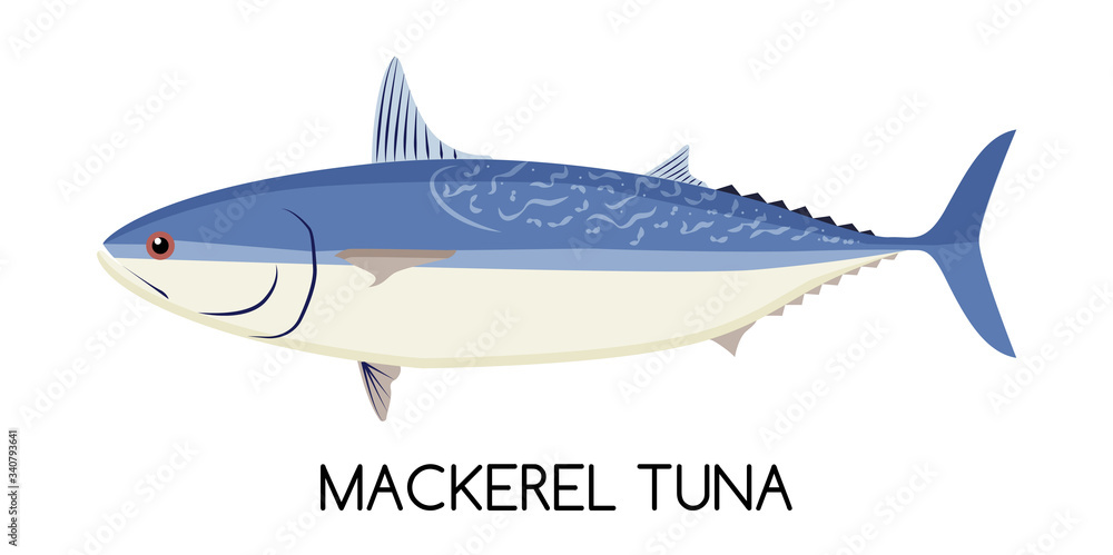 Tuna. Mackerel Tuna. Commercial Fish species.