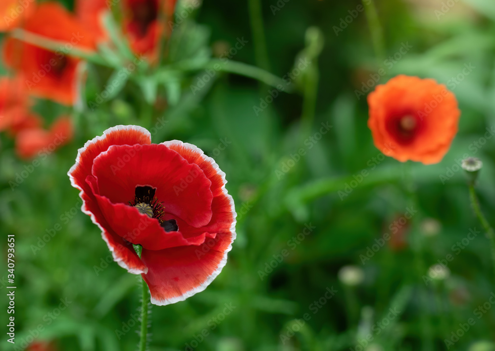 Red poppy flower close up
