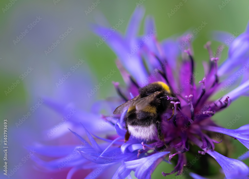 Bee collects flower nectar of cornflower Bee collects flower nectar of cornflower