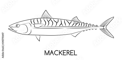 Mackerel. Commercial Fish species.