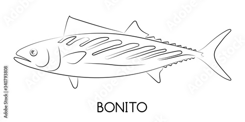 Bonito Fish. Commercial Fish species