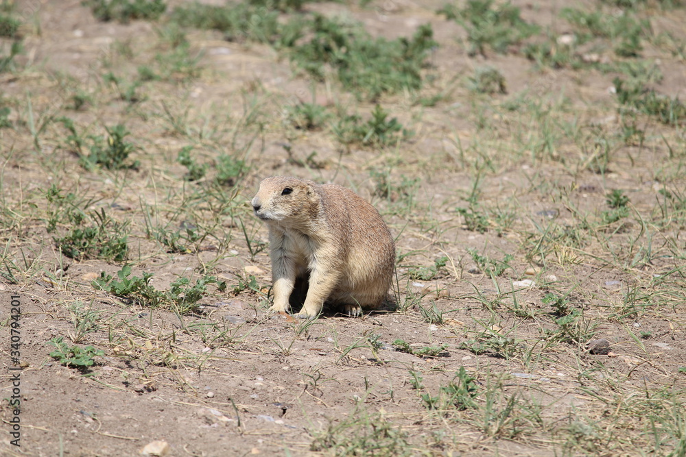 prairie dog on the ground prairie dog on the ground