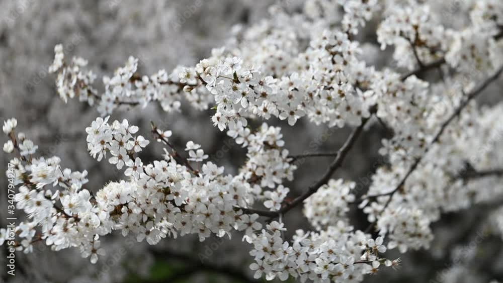 White blossoms on tree branches in slow motion White blossoms on tree branches in slow motion