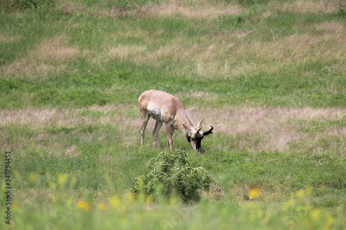 Pronghorn Antelope