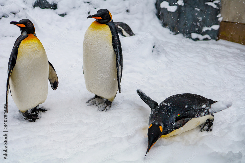 Obraz premium Emperor Penguin during winter with snow ground