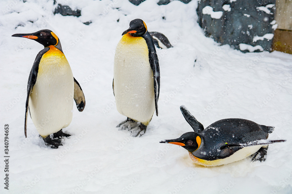 Obraz premium Emperor Penguin during winter with snow ground
