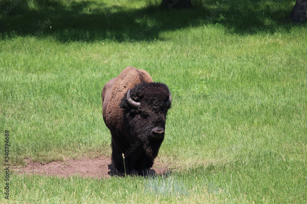 American bison