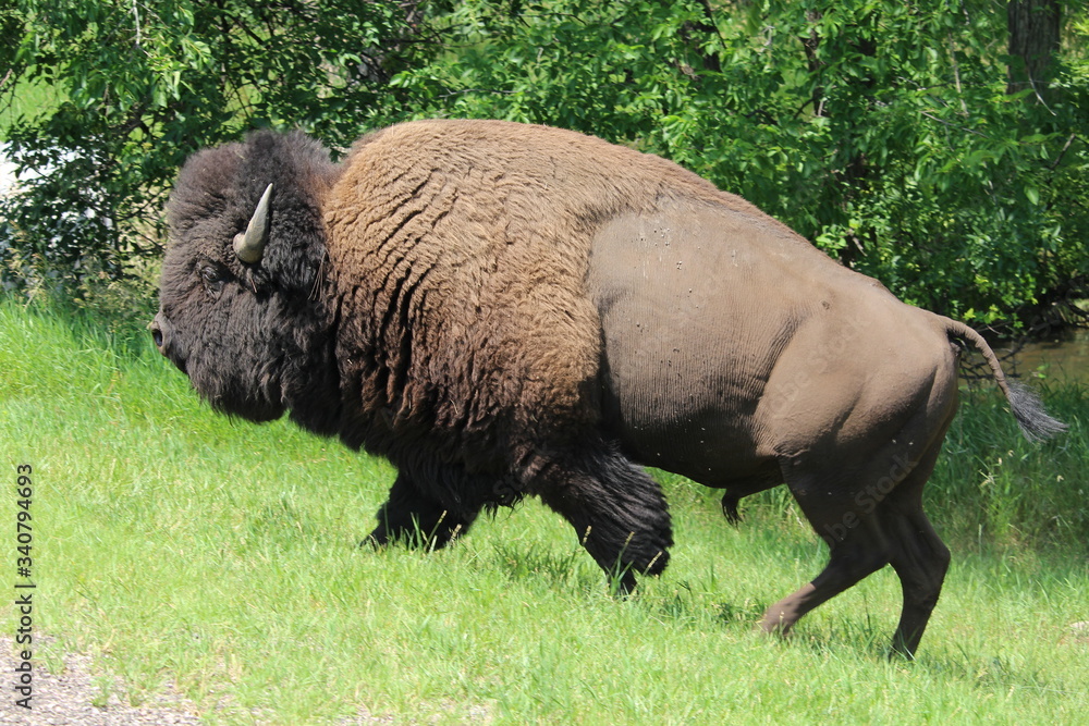 American bison American bison