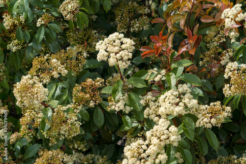 Flowers on tree branches on a sunny spring day.