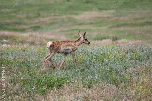 Pronghorn Antelope © Matthew