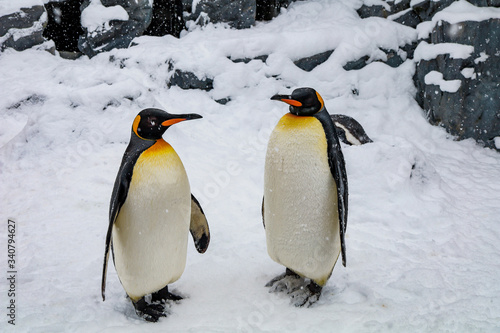 Emperor Penguin during winter with snow ground in Asahiyama zoo which locate on Asahikawa, Hokkaido, Japan