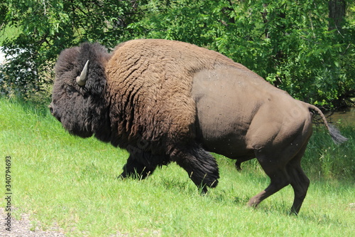 American bison © Matthew