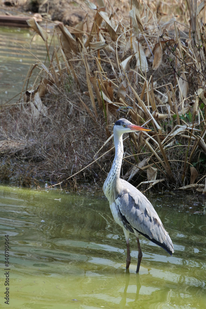 Naklejka premium Grey heron is standing in the pond, vertically oriented picture