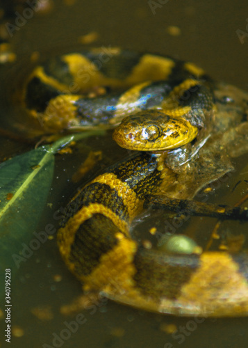 Víbora al acecho en una charca.