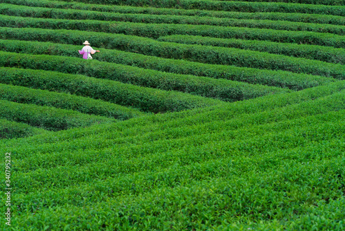 Tea Worker picking tea leaves in a tea plantation