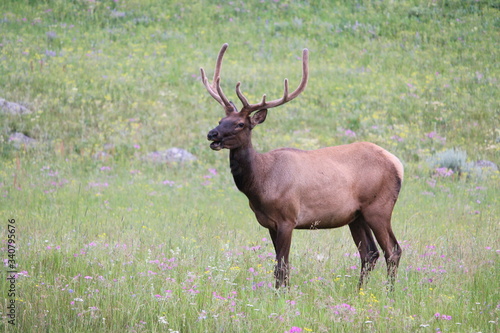 Fototapeta Naklejka Na Ścianę i Meble -  Elk Grazing