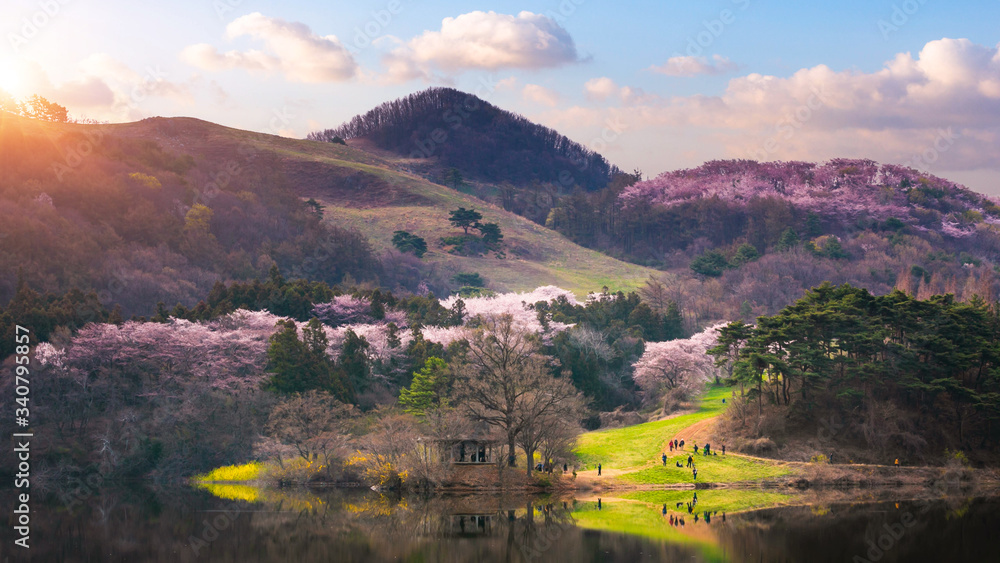 Korea in Spring and cherry blossom trees around Yongbi Lake in Seosan, South Korea.