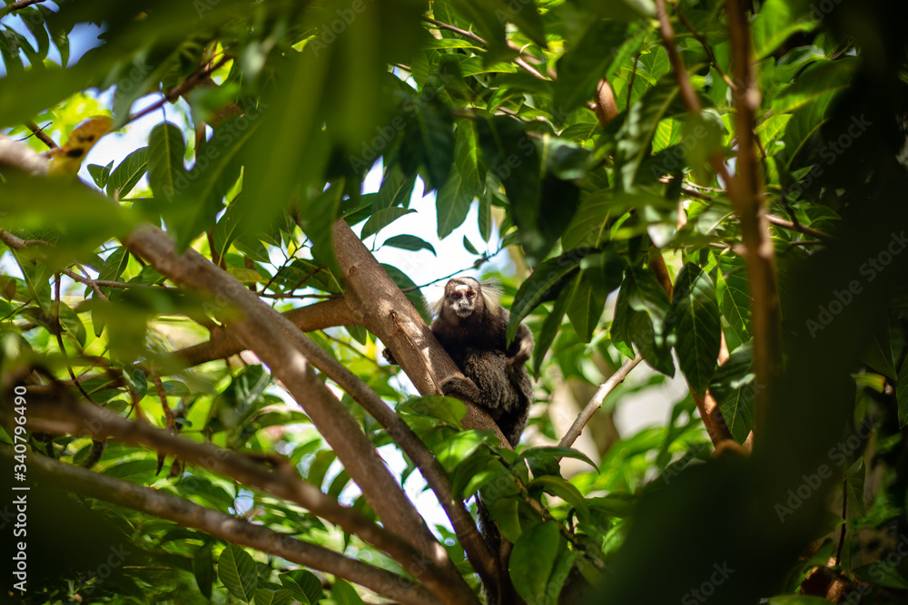 Fototapeta premium Mico no árvore