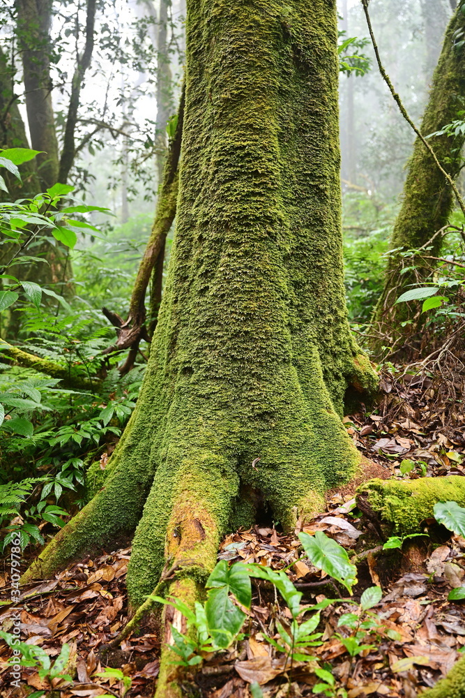 Vertical picture of bright green moss covering the trunk of an old big tree in a dense forest with high humidity. Allowing to see a thin mist behind the tree creating a mysterious atmosphere
Vertical picture of bright green moss covering the trunk of an old big tree in a dense forest with high humidity. Allowing to see a thin mist behind the tree creating a mysterious atmosphere