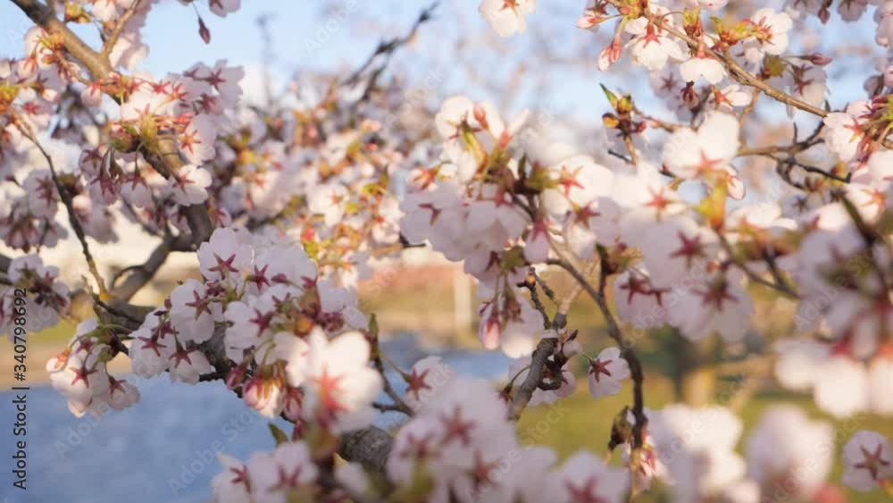 Close up of white sakura petals. Close up of white sakura petals.