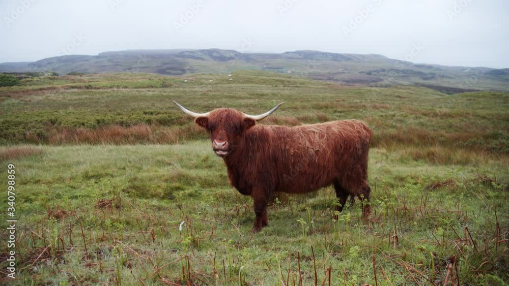 A Scottish highland cattle is eating its wild grass