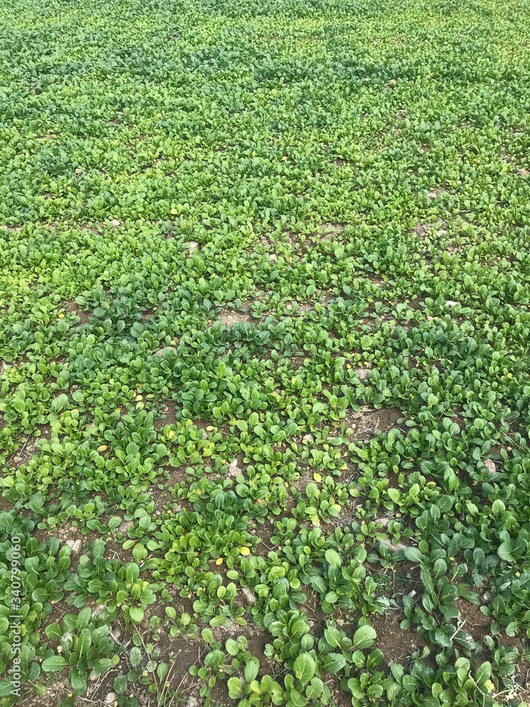 spring spring