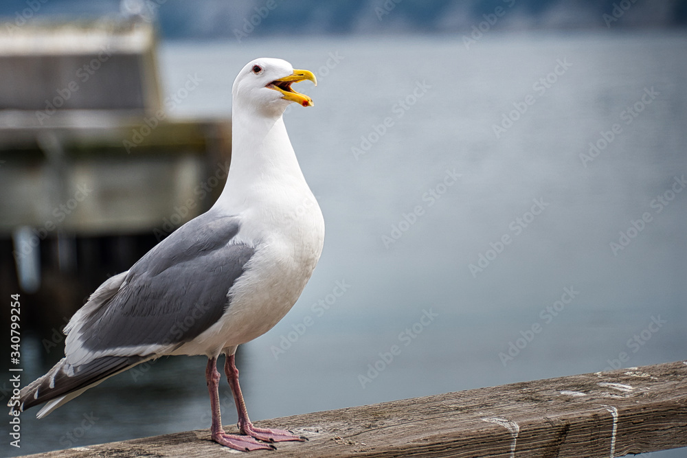 Fototapeta premium 2020-04-17 A LONE SEAGULL PERCHED ON A RAIL OF THE PIER IN PORT TOWNSEND WASHINGTON