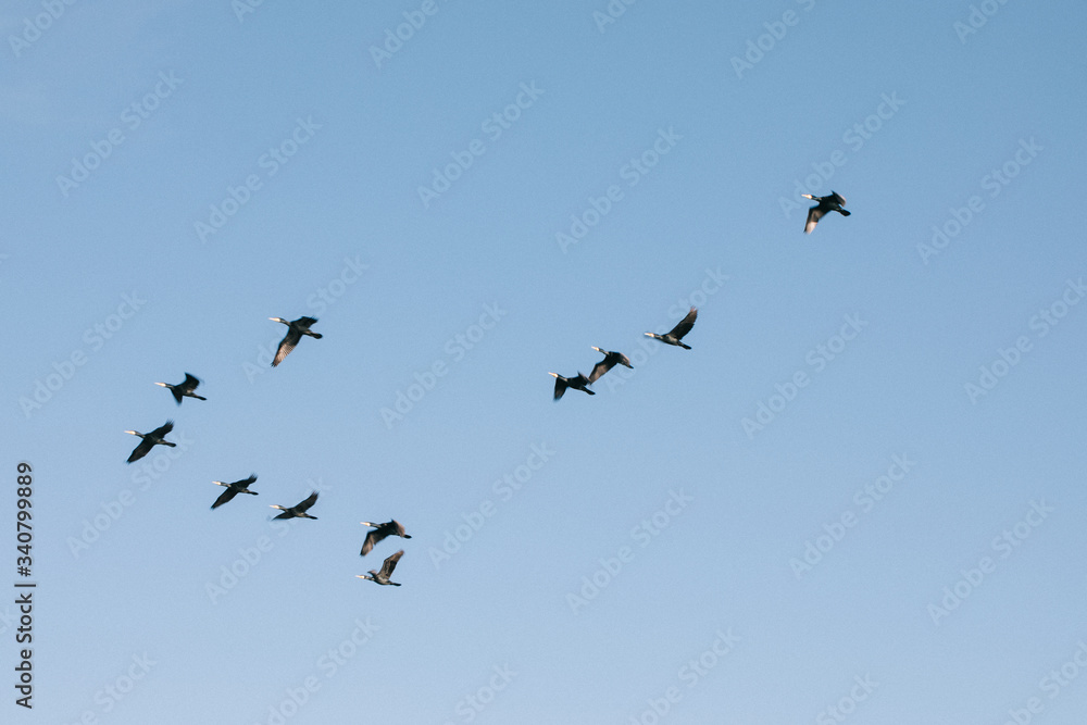 A flock of seagulls flying in the sky