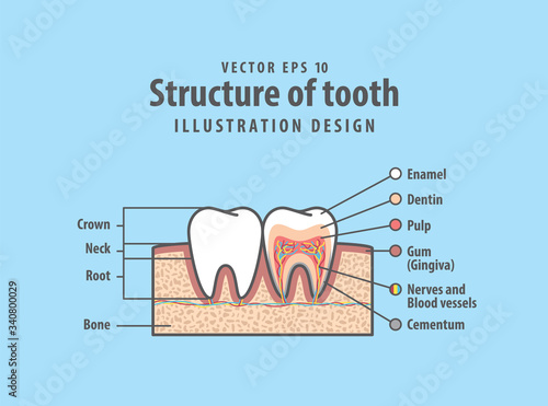 Cross-section structure compare inside and outside tooth diagram and chart illustration vector on blue background. Dental care concept.