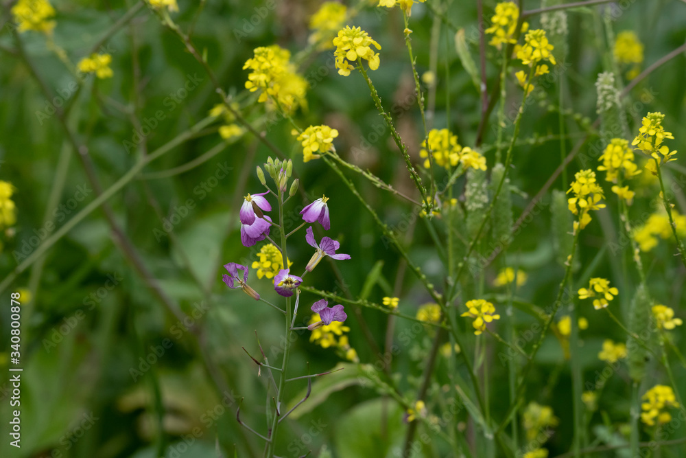 Field of wild yellow mustard, with a scattering of purple wildflowers Field of wild yellow mustard, with a scattering of purple wildflowers