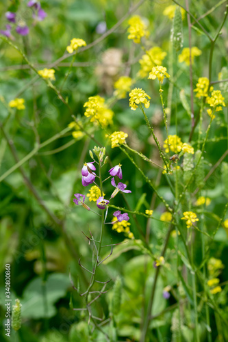 Field of wild yellow mustard  with a scattering of purple wildflowers