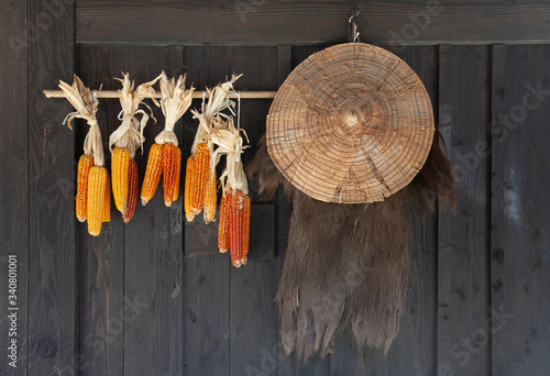 Sweet Corn hung up for drying against a black wall in farmhouse, Japanese farmer, labor. wood wall with plant for farmer and agriculture tool or gardener at countryside.