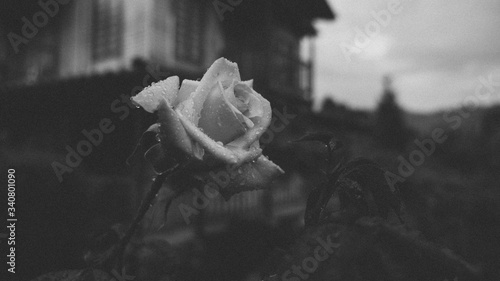 B&W Rose 1