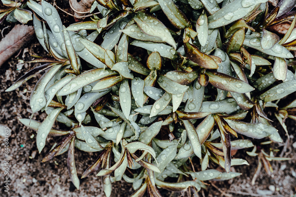 Wet leaves of a green plant. Large drops on a plant growing from the ground in the garden. After rain greenery Wet leaves of a green plant. Large drops on a plant growing from the ground in the garden. After rain greenery