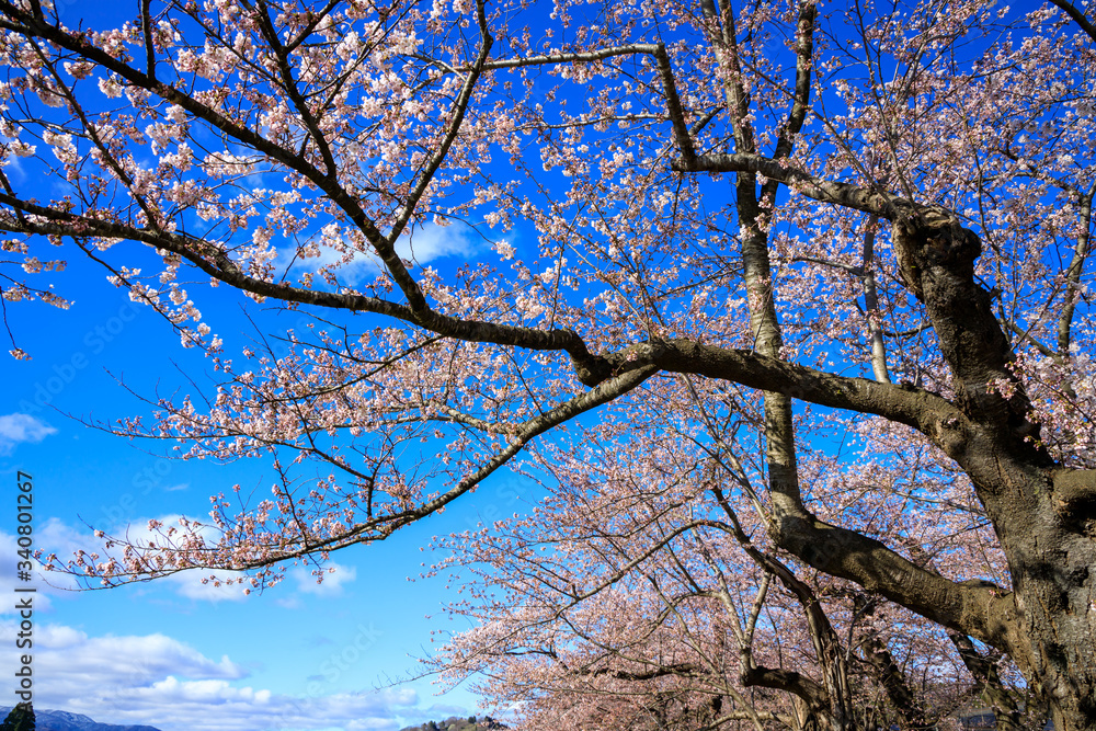 Obraz premium 桜 満開 青空
