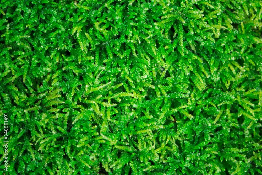 Closeup texture of forest moss. Top view. Closeup texture of forest moss. Top view.