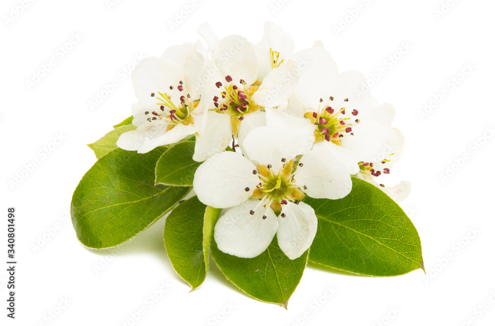 Obraz premium pear flower isolated