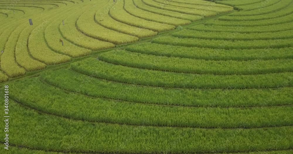 Aerial view of rice fields,Bali,Indonesia Aerial view of rice fields,Bali,Indonesia