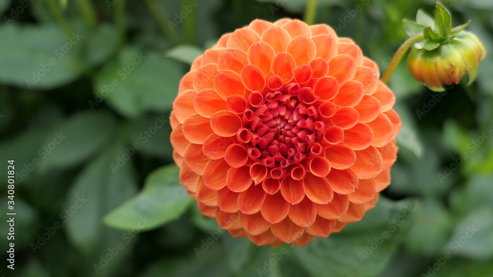 close up of orange dahlia flower on green leaves background close up of orange dahlia flower on green leaves background