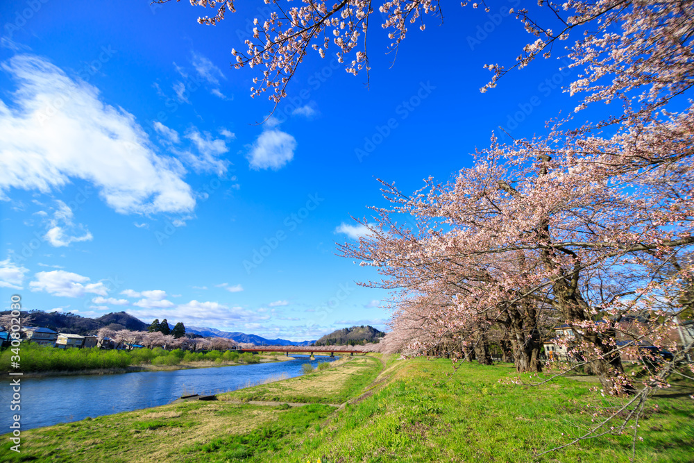 角館　桜並木　桜のトンネル